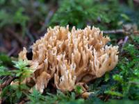 Größere hellbeige Korallenpilz Gruppe
